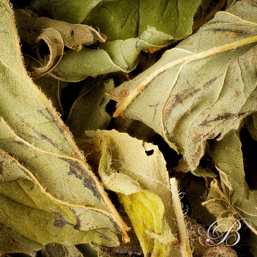 Tisane Menthe poivrée, sachet 
